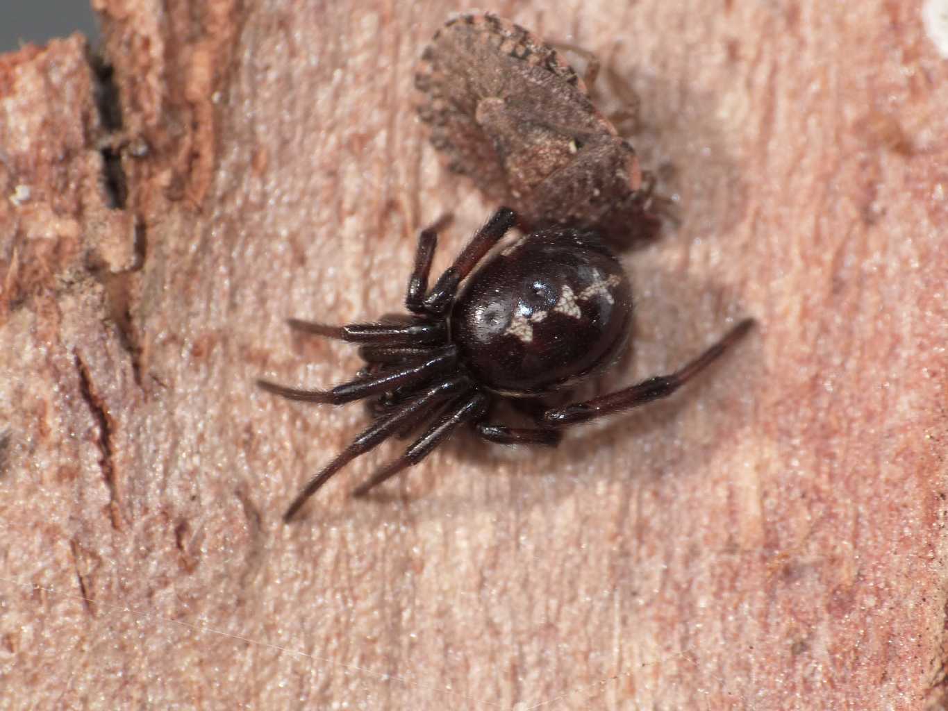 Steatoda paykuliana giovane - Ostia Antica (RM)